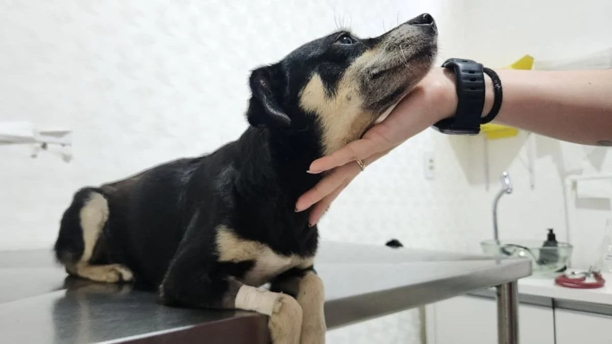 Animal está em tratamento no CBEA (Foto: Prefeitura de Joinville, Divulgação)
