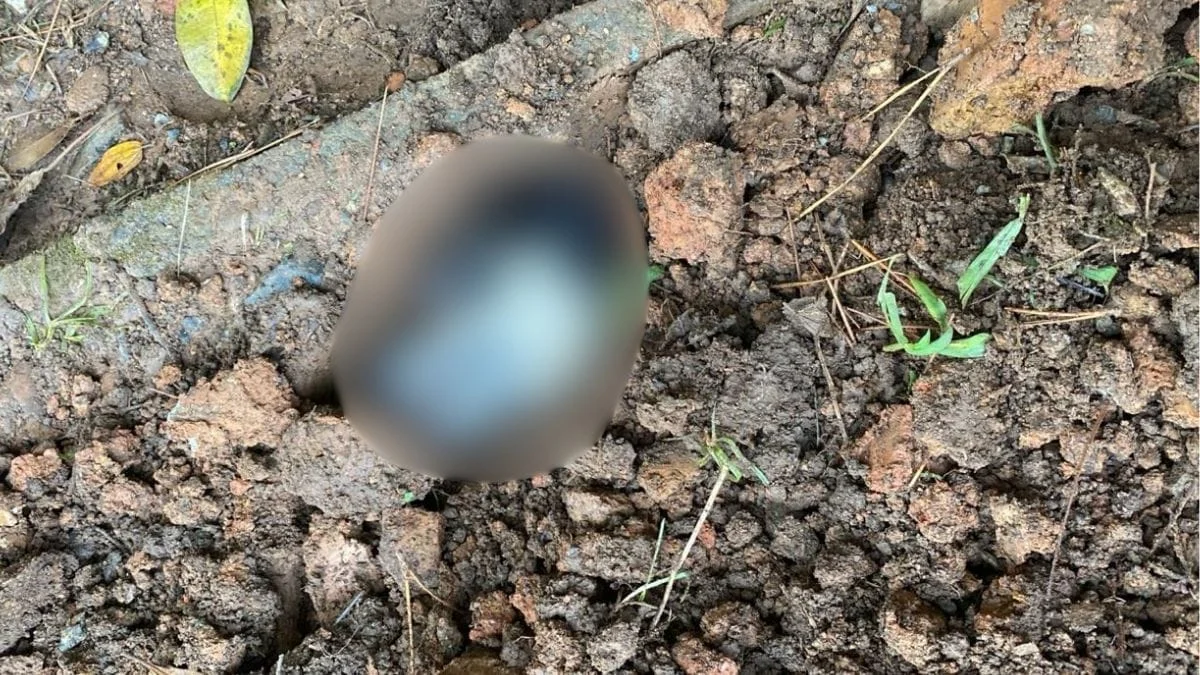Animal foi encontrado enterrado e vivo (Foto: PC, Divulgação)