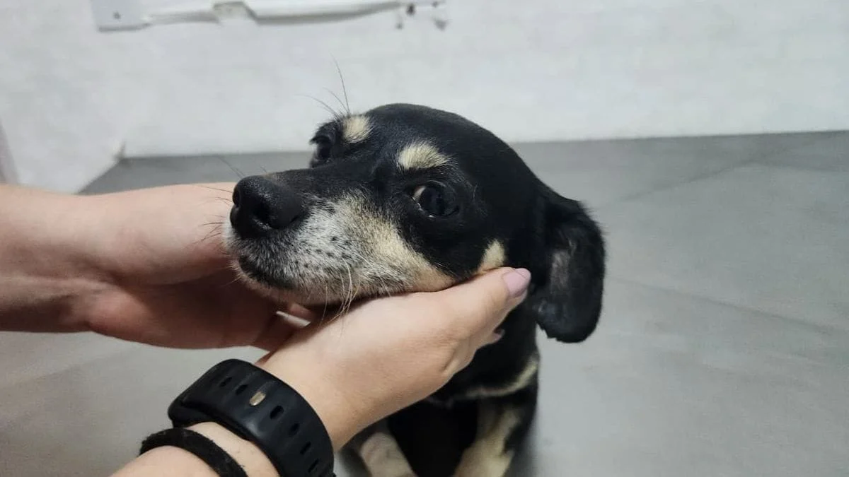 Bonnie poderá ser adotada por uma nova família (Foto: Prefeitura de Joinville, Divulgação)