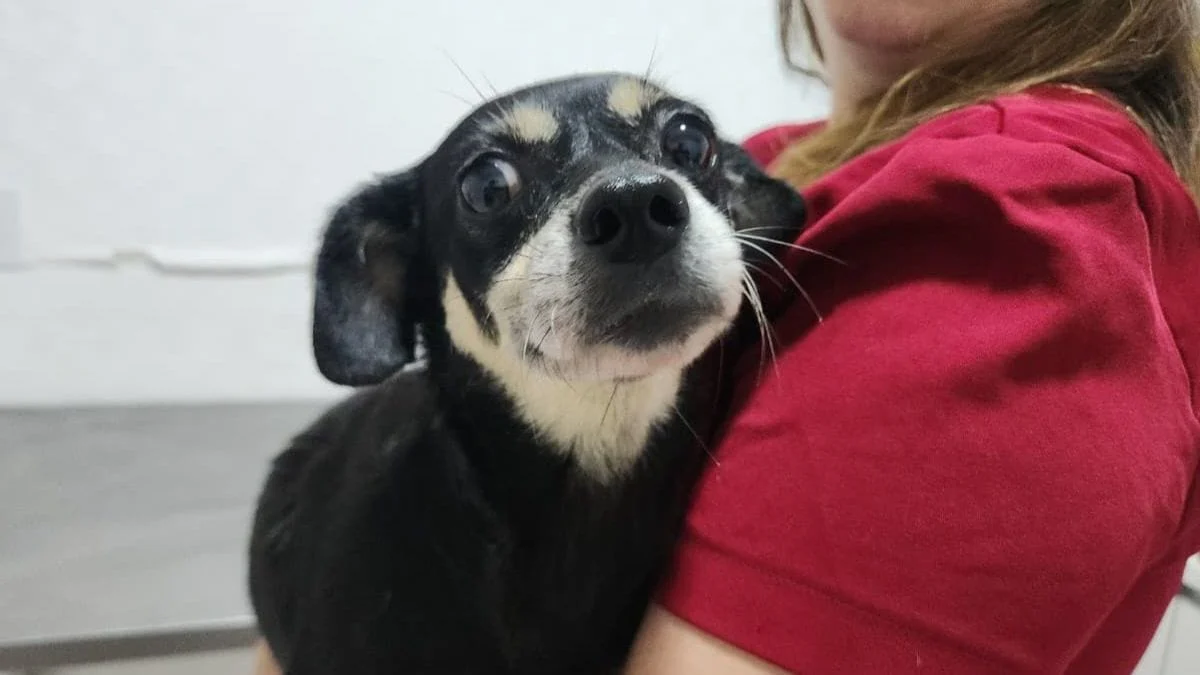 Cachorra foi resgatada após denúncia (Foto: Prefeitura de Joinville, Divulgação)