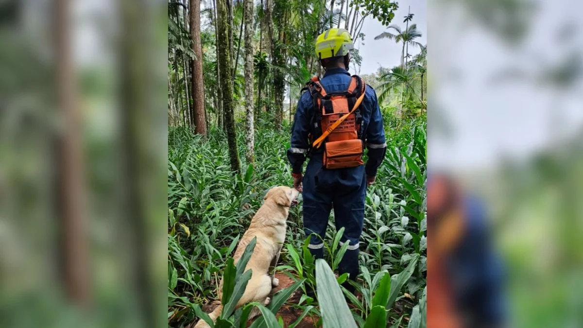 Cães ajudaram nas buscas (Foto: CBMSC, Divulgação)