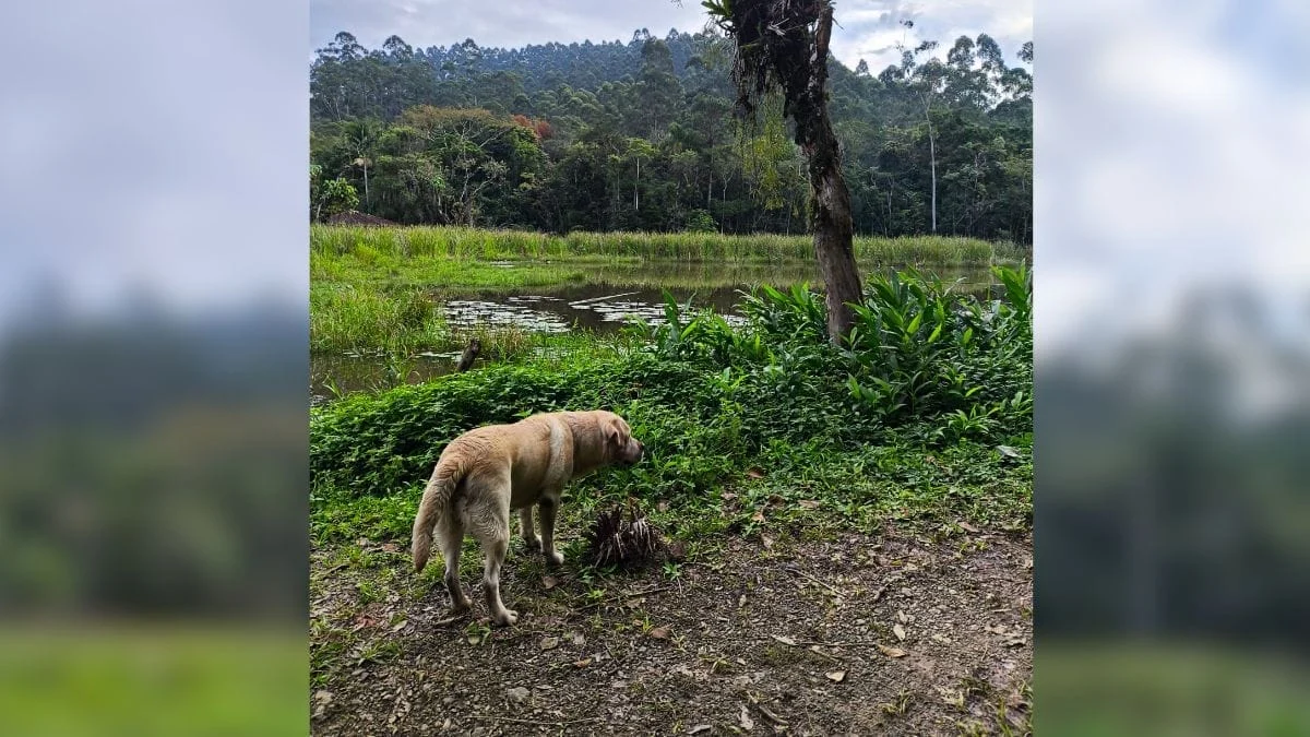 Cães ajudaram nas buscas (Foto: CBMSC, Divulgação)