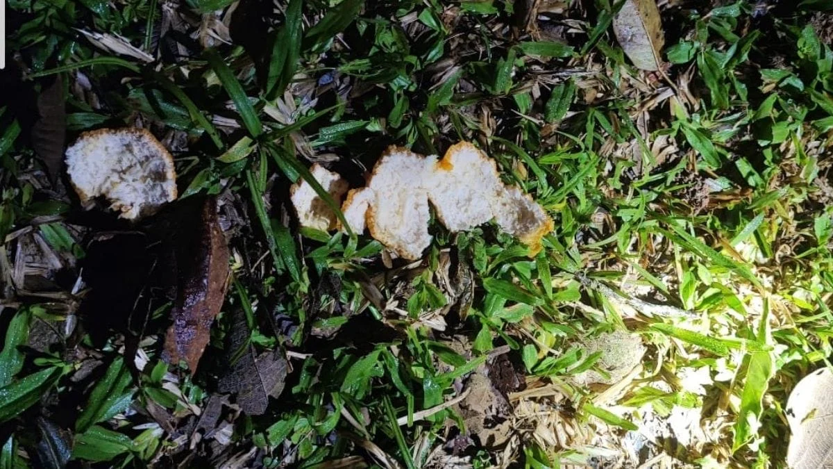 Cascas encontradas pelos bombeiros (Foto: CBMSC, Divulgação)