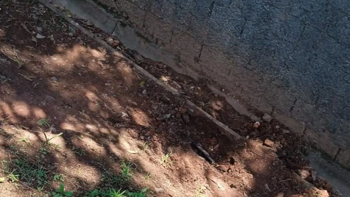 Local onde animal foi enterrado vivo (Foto: PC, Divulgação)