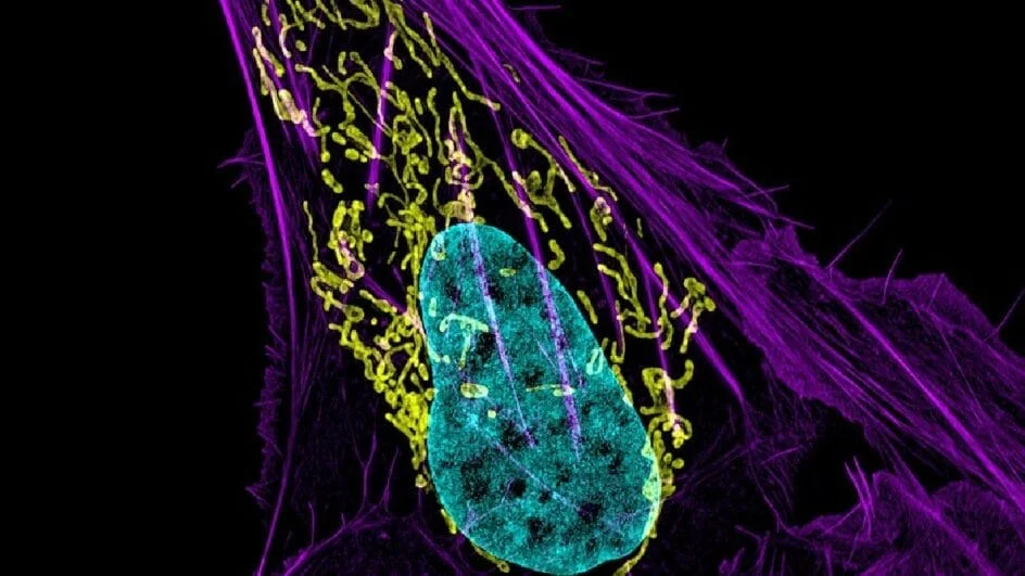 Microbioma tumoral pode inspirar novos tratamentos contra o câncer (Foto: NIH Image Gallery / Wikimedia Commons)